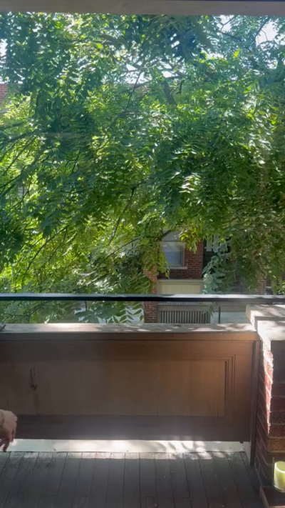 kittycourt7